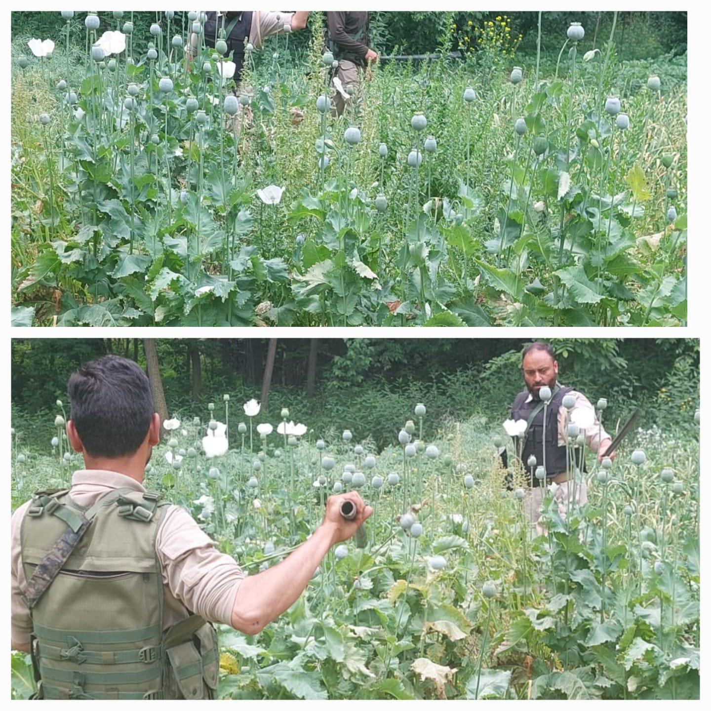 Awantipora Police Destroyed Poppy Cultivation ;  FIR against illegal cultivators Registered.