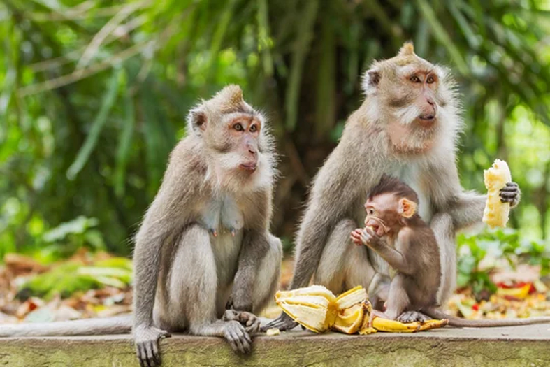 J&K | Farmers In Doda Switch To Medicinal Plants Cultivation To Keep Hungry Monkeys Away