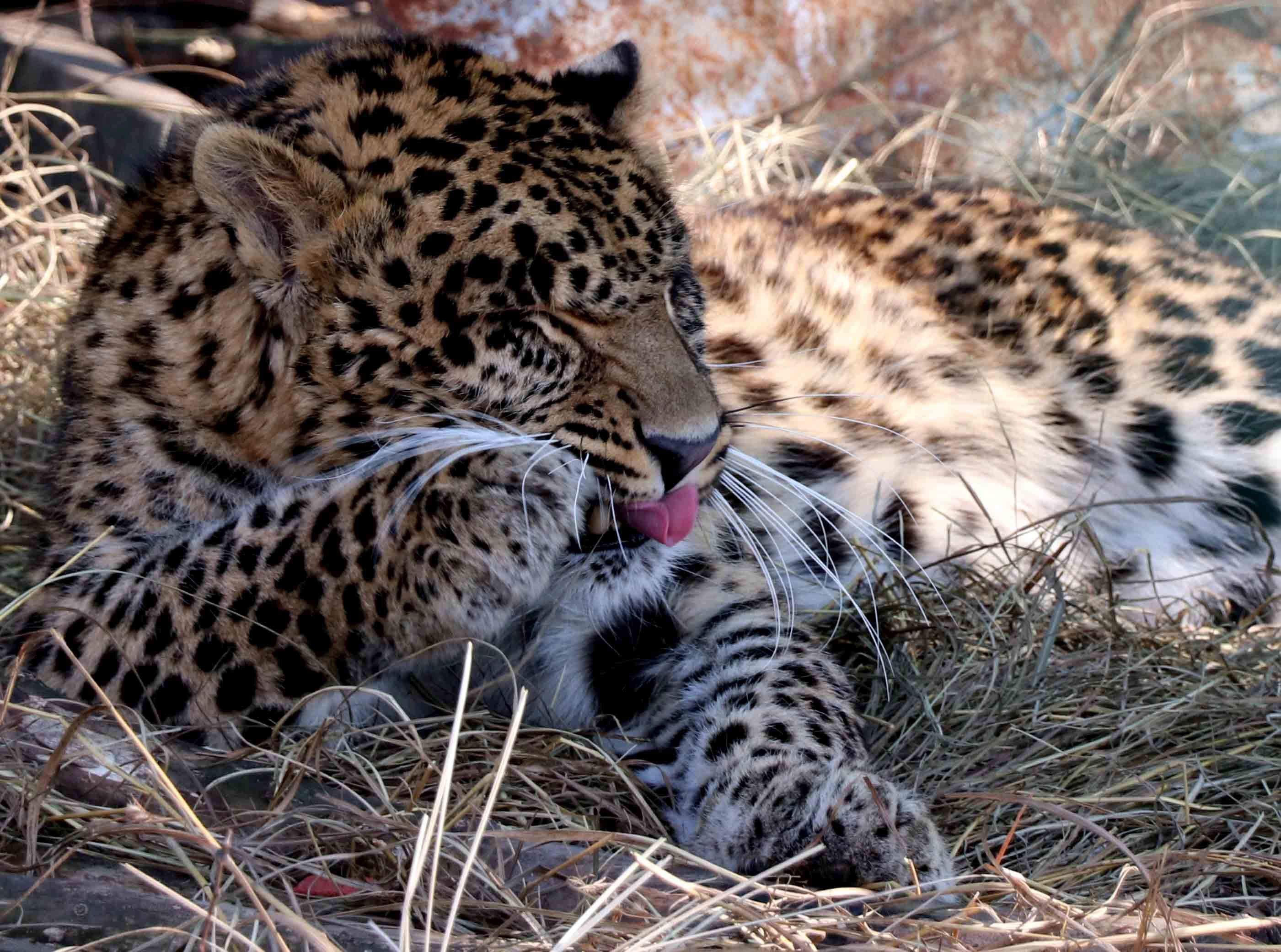 Wild Leopard Injures Four in Central Kashmir